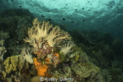Taken around Tomia Island, Wakatobi, Sulawesi, Indonesia. by Robby Quento 